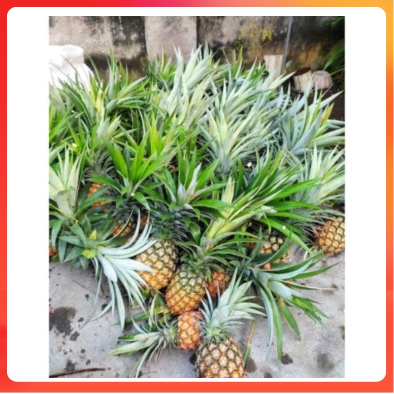 paket 2 Bibit tanaman buah nanas madu jumbo manis berkualitas