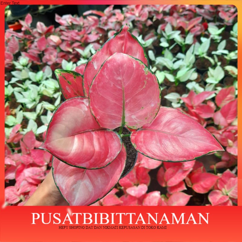 BIBIT BONGGOL Tanaman aglonema Pink Anjamani / Aglaonema Pink Anjamani Import Bibit