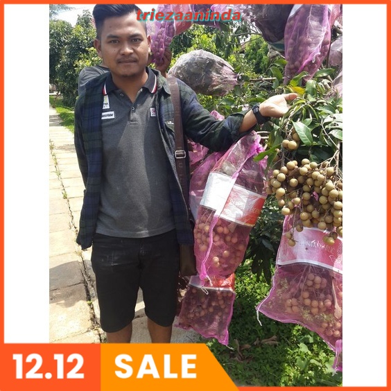 Pupuk Booster Kelengkeng Lengkeng, Pupuk Booster Klengkeng