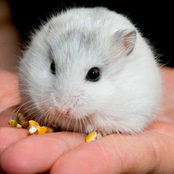 Hamster Winter White Pearl Putih