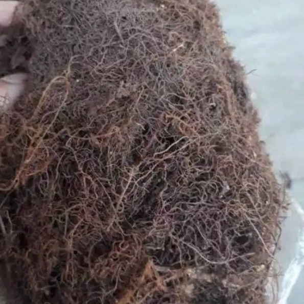 

Media tanam anggrek akar kadaka - moss hitam per 500 gram