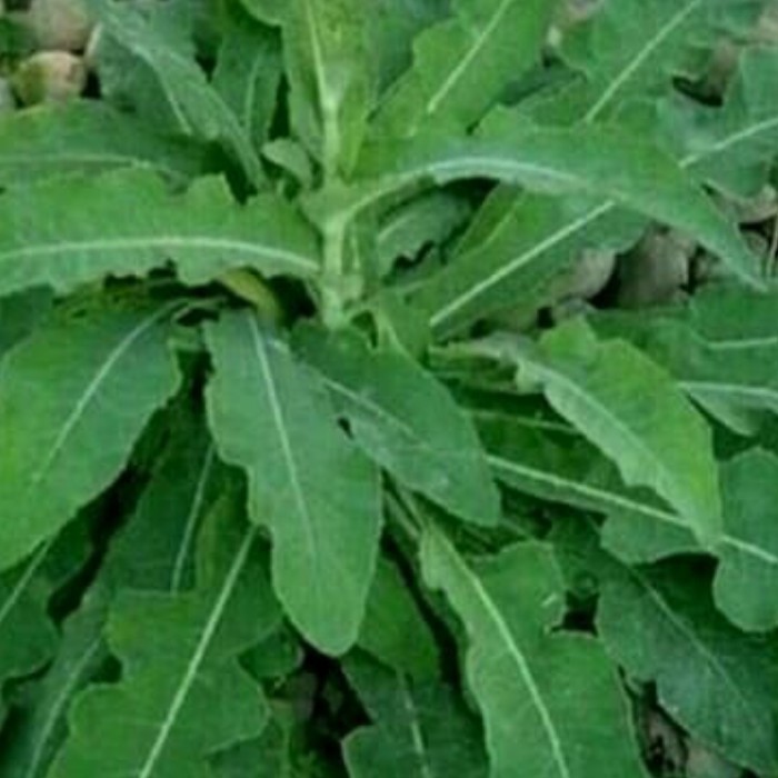 

Daun tempuyang segar - tempuyung fresh herbal alami 500 gram