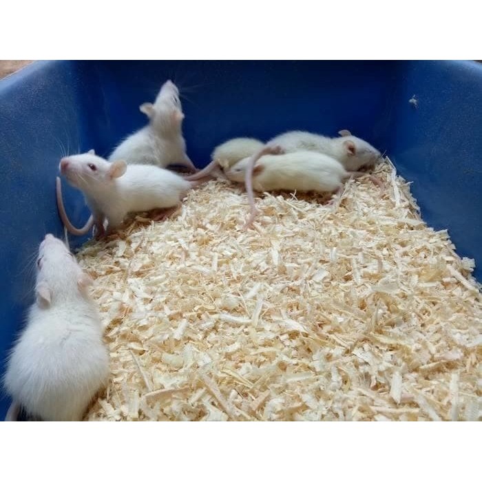 Serbuk Kayu Gergaji Kering Alas Ternak Hewan Peliharaan Hamster Landak