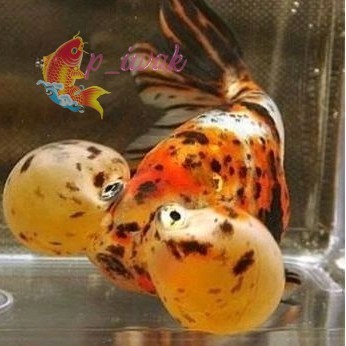 Promo Koki Bubble Eye/Mata Balon perlengkapan