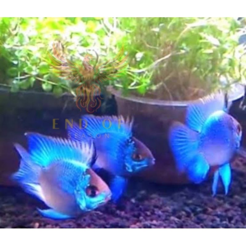 Perlengkapan aquarium microgheopagus ramirezi blue elektrik