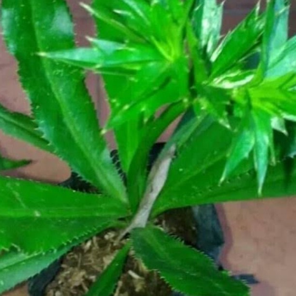 

Promo COD daun walang sangit/walang china segar per 500gram (Reungit Geulis)