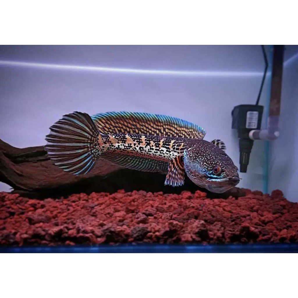 |COD| CHANNA AURANTI BABY SZ 4-5cm
