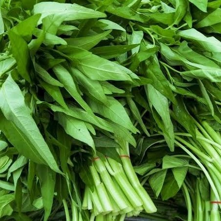 

Kangkung