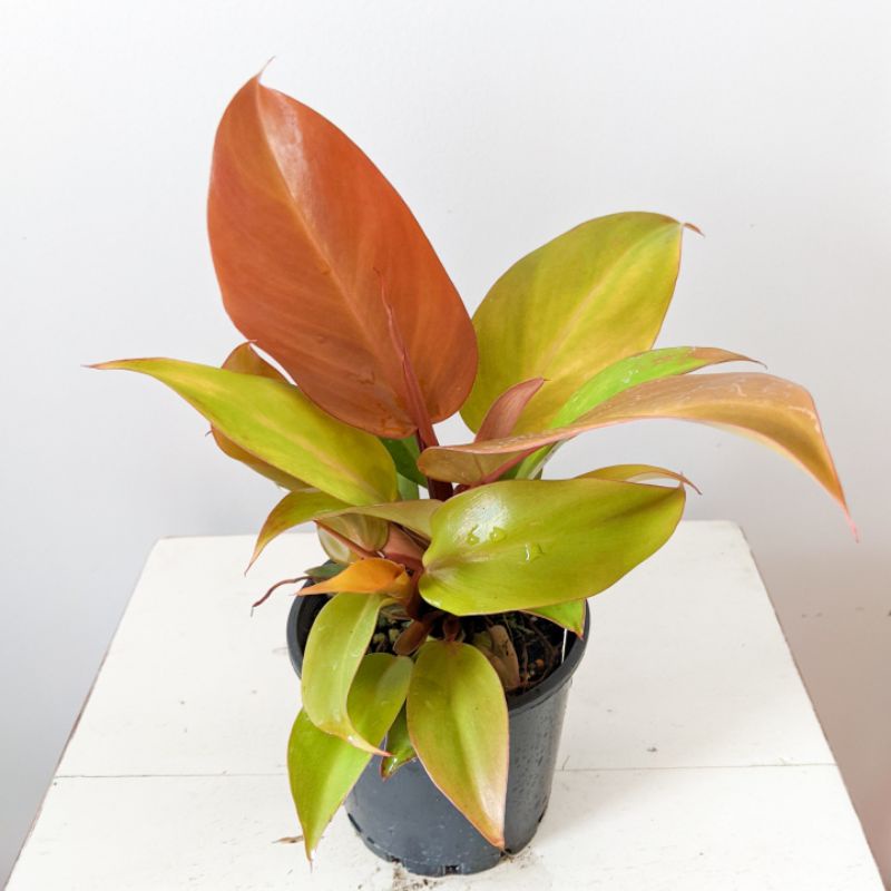 Tanaman hias philo orange juice - philo orange juice plansttara