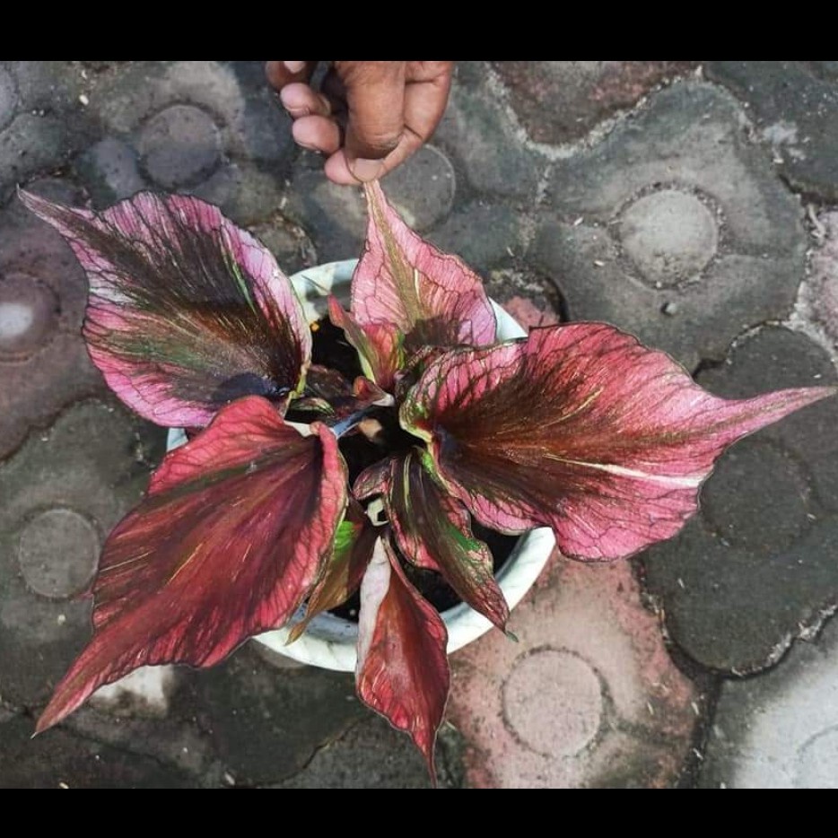 Umbi Caladium Sancaka - keladi hias hybrid import thailand