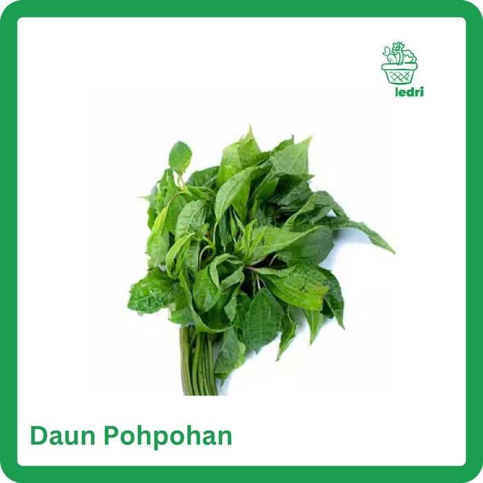 

Daun Pohpohan Segar