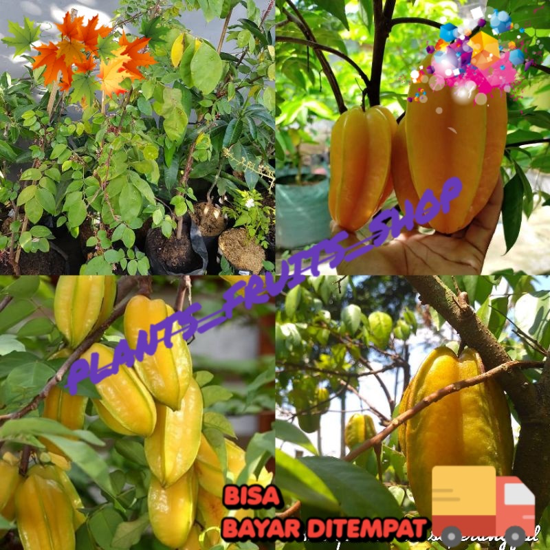 Bibit Belimbing Madu Jumbo