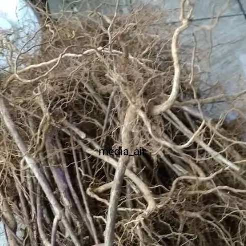 akar kayu senggani akar aquascape