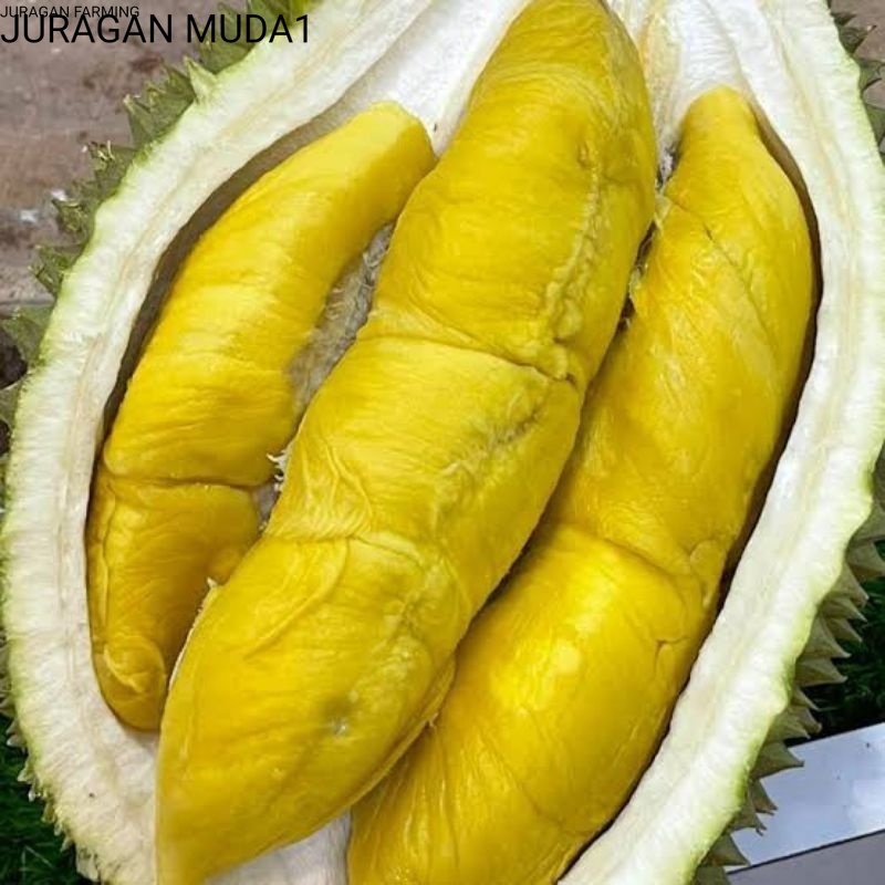 Bibit Durian Musangking Kaki 3