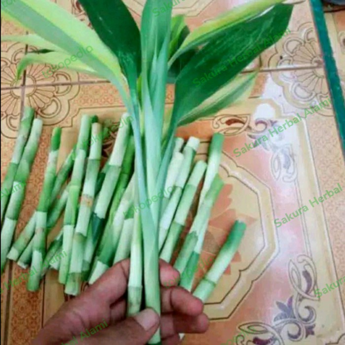 stek tanaman bambu hoki srirezeki 30cm