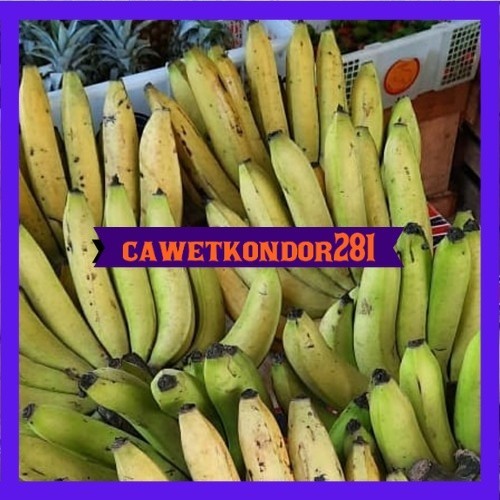 Bibit Pisang Ambon Kuning Super
