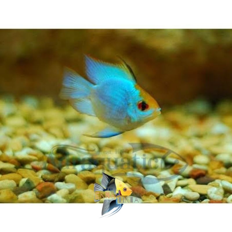 Pemanis akuarium Promo big sale Ramirezi blue elektrik balon ernatirta