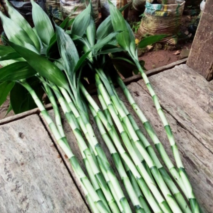 

Tanaman bambu hoki/kole perstek panjang 60 cm