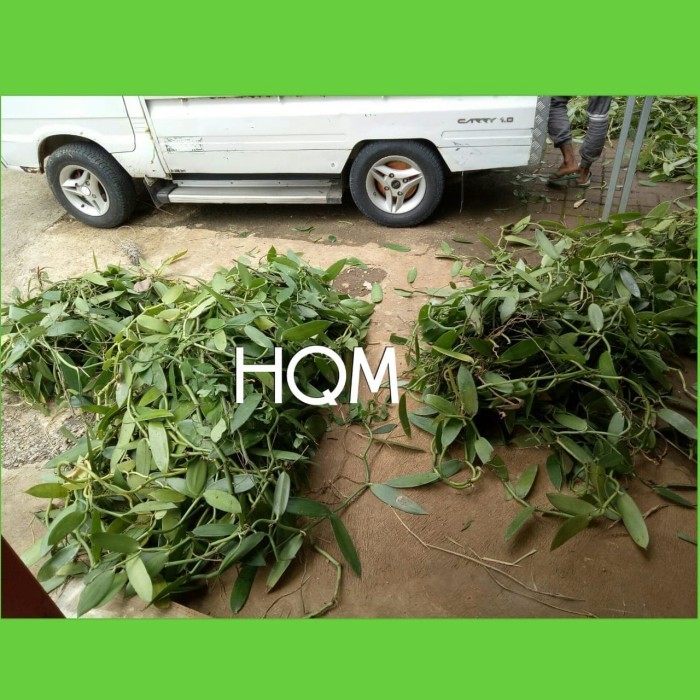 Bibit Vanili Meteran Fresh Hijau Panili Vanilla planipolia andrews