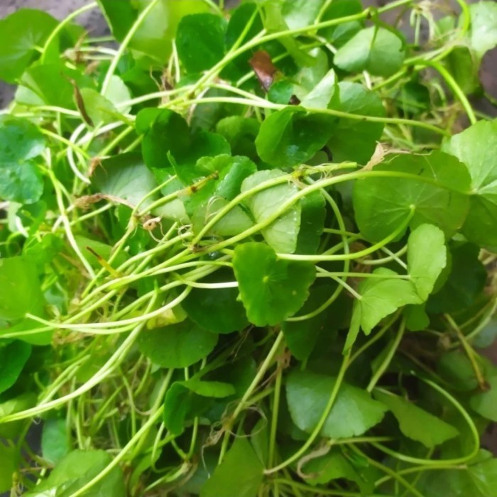 

daun pegagan/antanan - daun antanan segar 500 gram baru diambil fresh