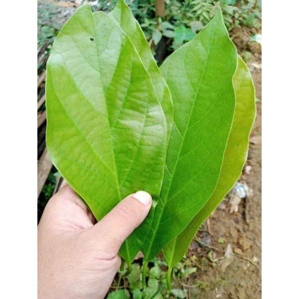 

DAUN ALPUKET SEGAR FRESH 100 LEMBAR