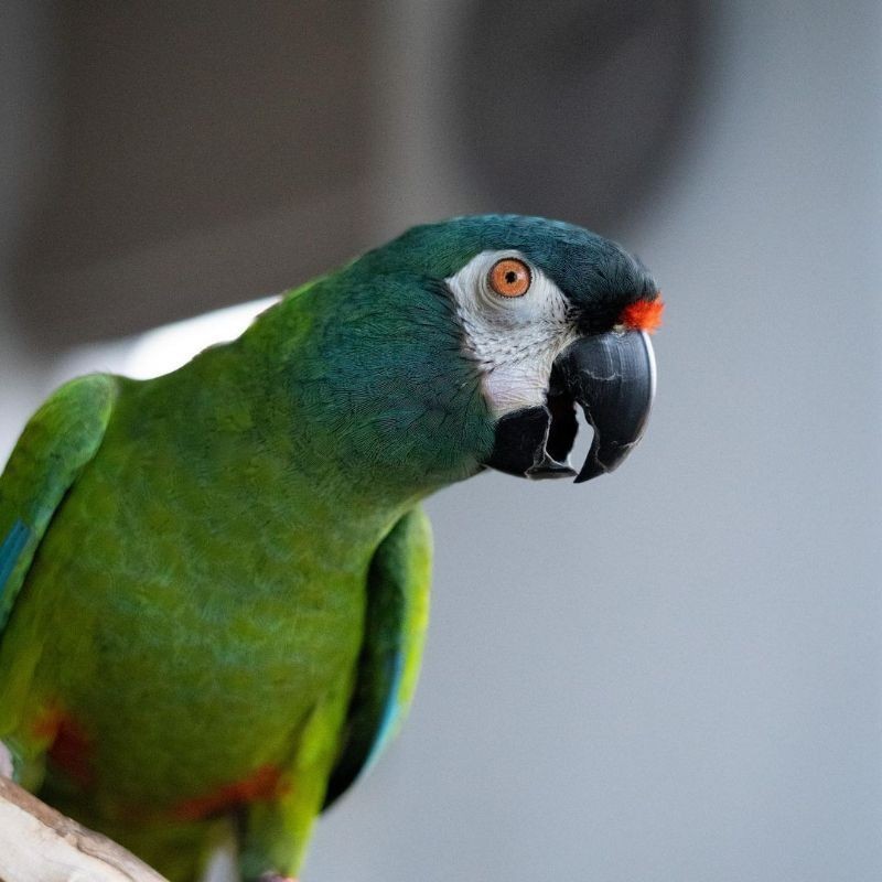 

telur fertil burung macaw hijau winged original