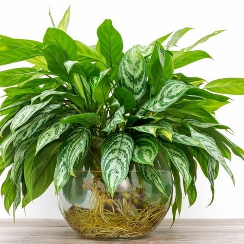 Bibit tanaman hias bunga Sri Rejeki Berkualitas