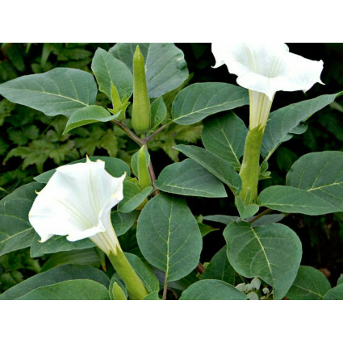 

HERBAL DAUN KUCUBUNG SEGAR DATURA METEL KECUBUNG FASTULOSA