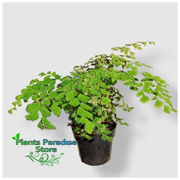 Tanaman hias suplir - tanaman pakis suplir - tanaman hias paludarium - tanaman pakis paludarium