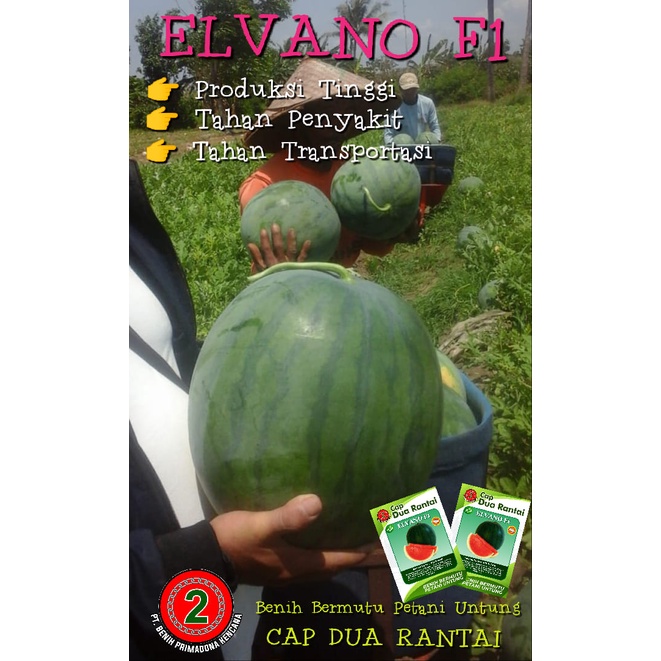 Benih semangka Bulat Merah 300 biji unggul Elvano F1 unggul NON BIJI