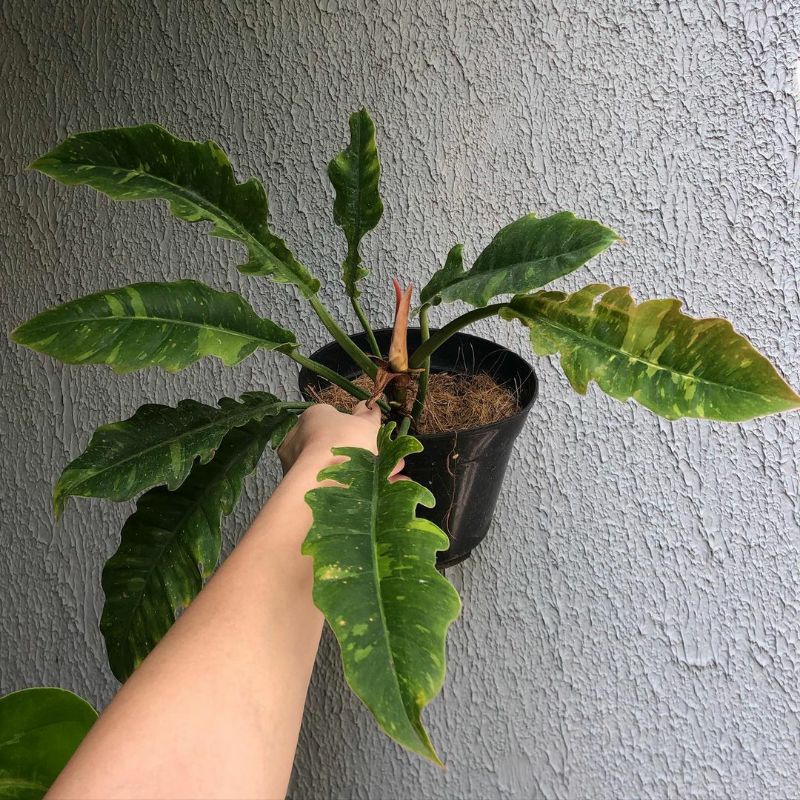 pilodendron ring of fire varigata