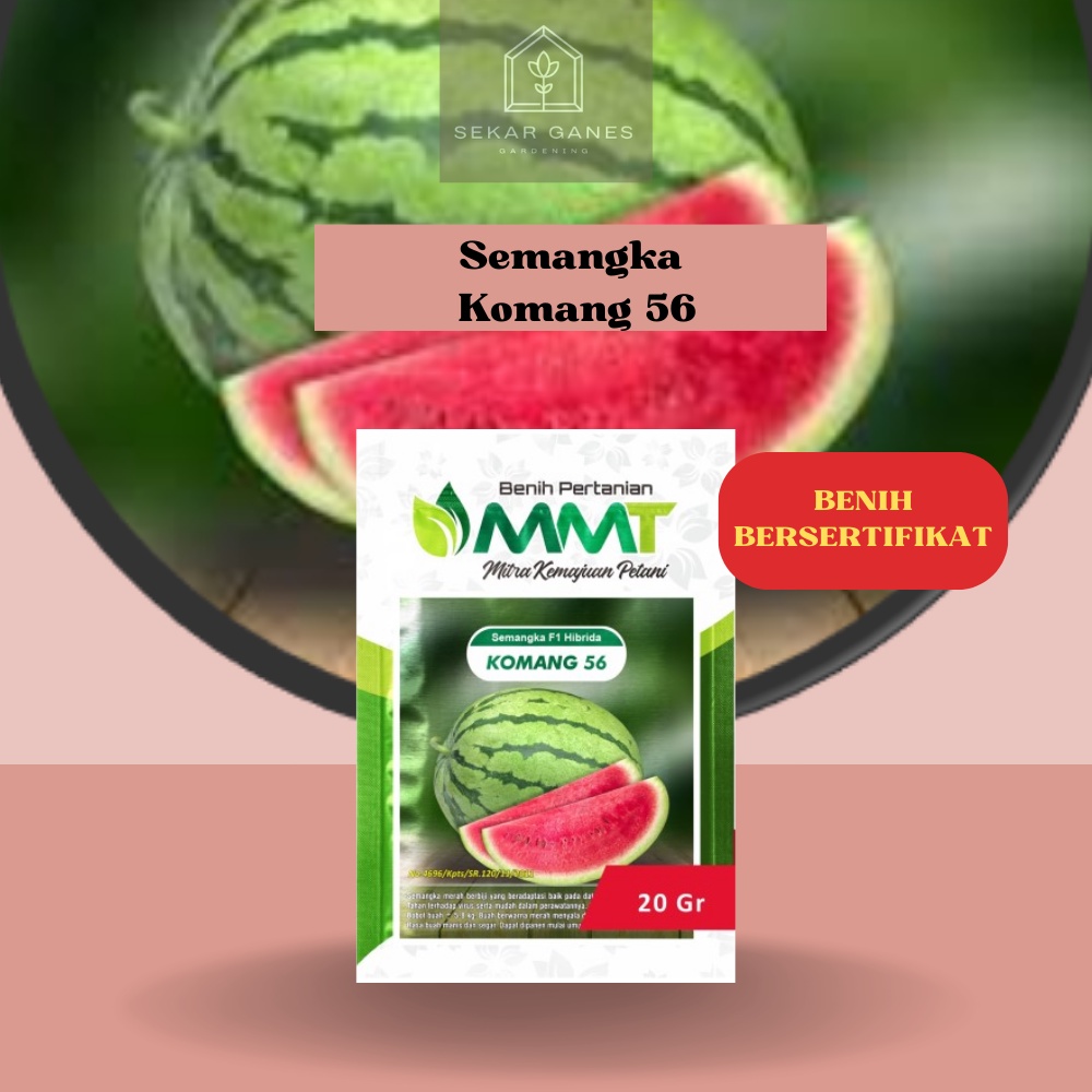 NEW Benih Semangka Komang 56 F1 Ori - Repack 100 Bibit Semangka Besar Merah Berbiji