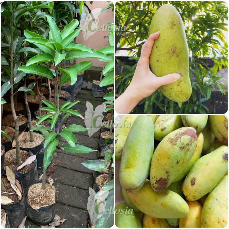Bibit Mangga Golek Tabulampot Okulasi