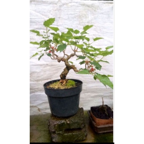 tanaman bonsai unggul pohon murbei (Morus alba ) berkarakter  - palntstara