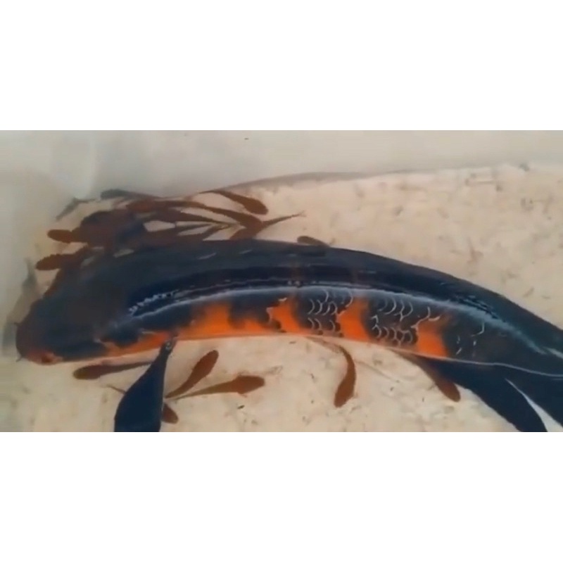 RED BARITO grade A, warna merah, kualitas oke, 3-4 cm, indukan gondrong