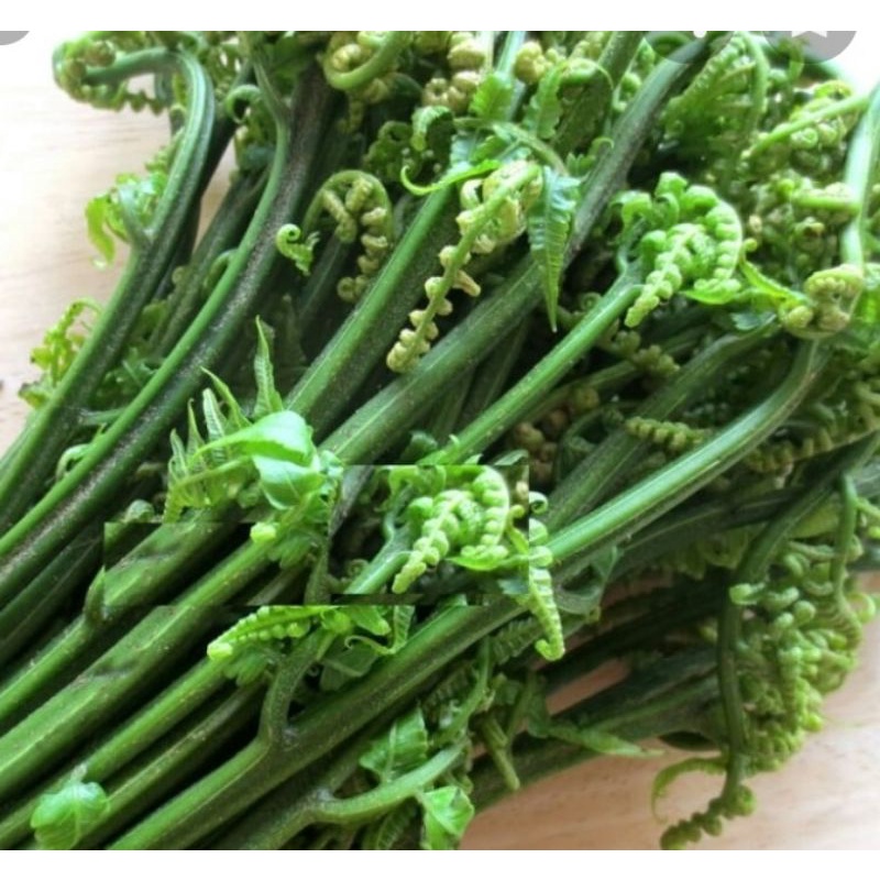 

Ready pakis sayuran segar per 250 gram,(fresh) Adytiastory