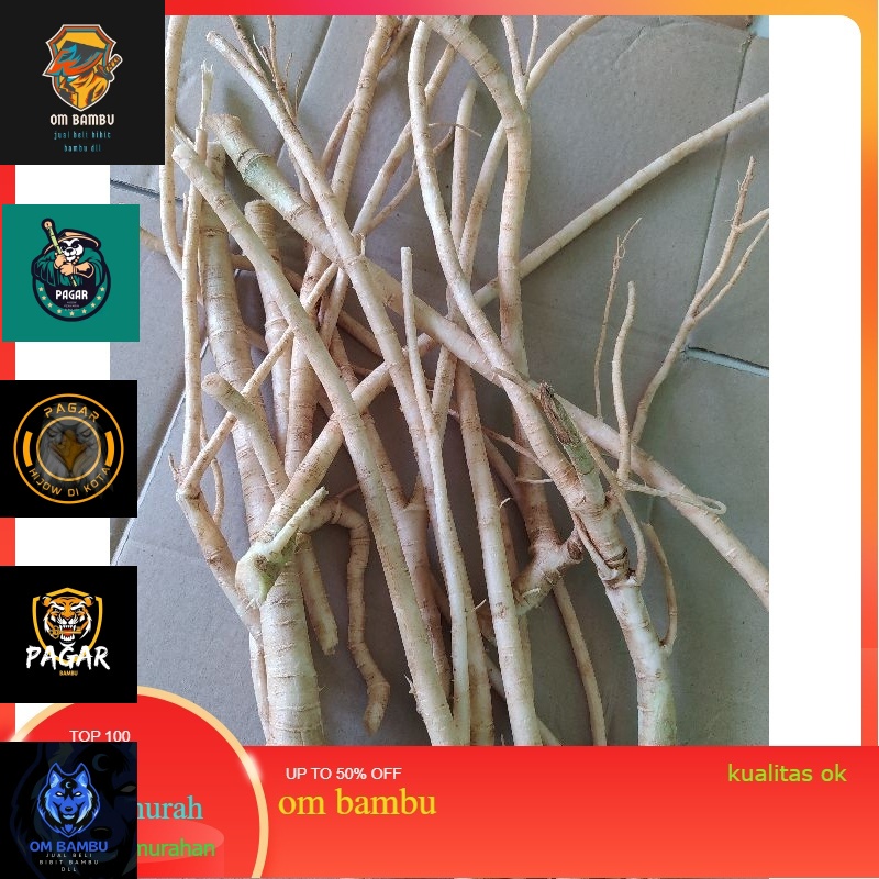 

akar pepaya jantan segar paket bersih 500gm