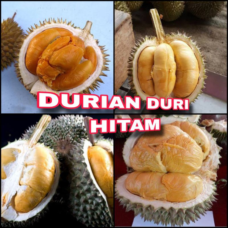 Bibit Durian Duri Hitam Black Thorn / Durian Oche