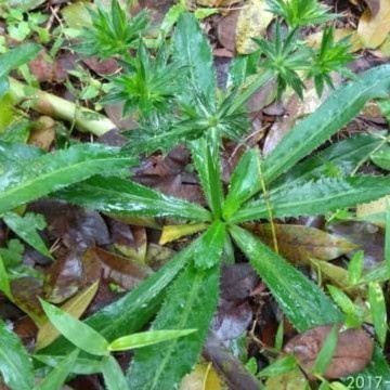 Daun Walang Sangit Segar Umpan Pancing - walang cina