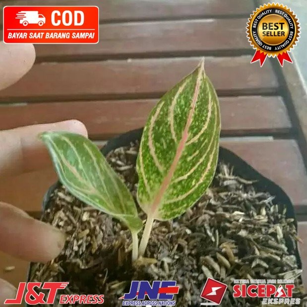Bibit/Anakan Aglonema Red Sumatra Original 1/2 Daun