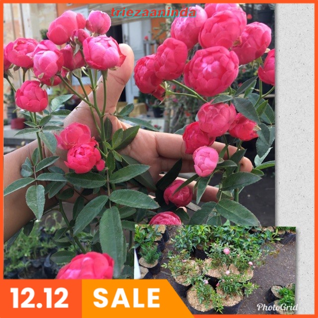 Pupuk Bunga Mawar Agar Cepat Berbunga, Pupuk Bunga Aglonema