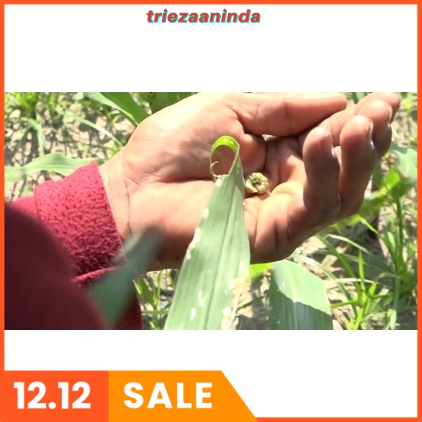 Pestisida Pembasmi Kutu Putih Ulat Gurem Siput, Pestisida Monster MAX