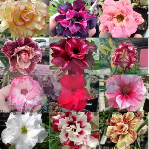 Adenium Bunga Tumpuk Grafting Size B - Bibit Adenium Bunga Tumpuk - Bunga Kamboja Tumpuk Cantik
