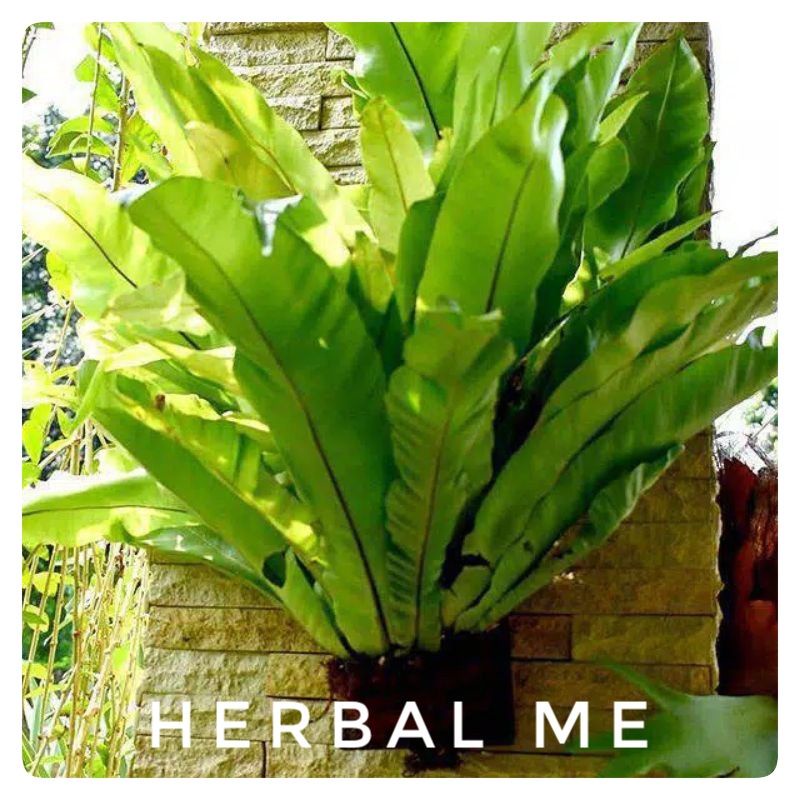 COD Tanaman Hias Kadaka - Kadaka Tempel - Kadaka Jumbo