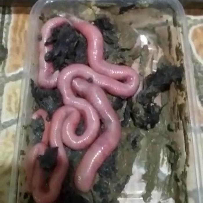 Cacing Nipah umpan Galatama Lele