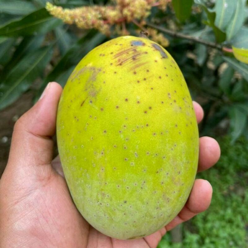 COD bibit mangga kweni super manis