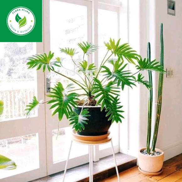 ~ ( BISA COD ) Tanaman Hias Philodendron Xanadu Dewasa Bunga Hias Philodendroon Xanadu Tanaman Hidup