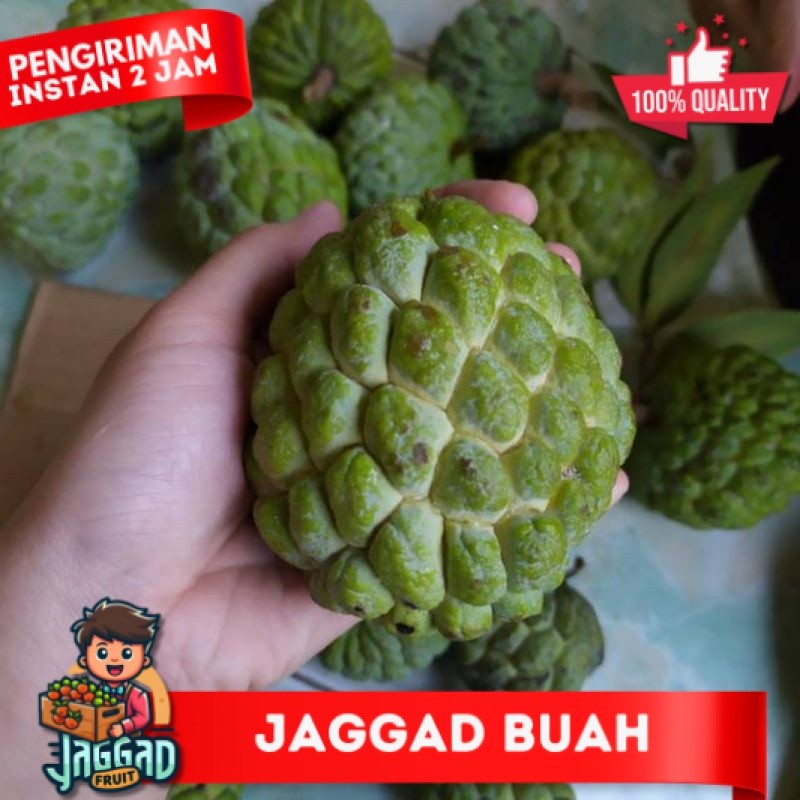 

Buah srikaya manis fresh dan segar terlaris JAGGAD FRUIT