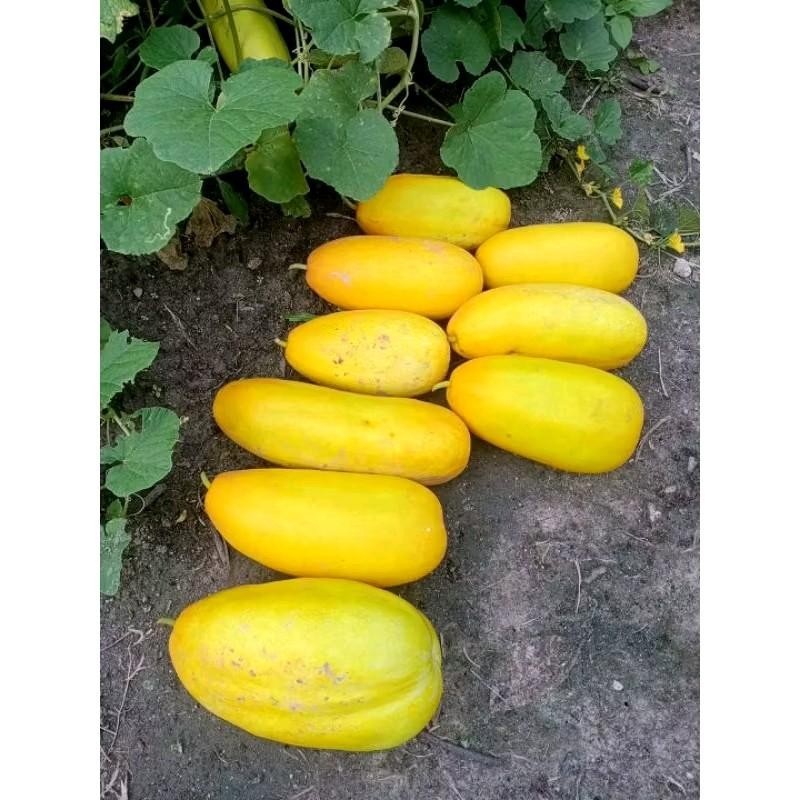 BIBIT TIMUN SURI JUMBO  50 BENIH  PRODUK NATURAL ORGANIK