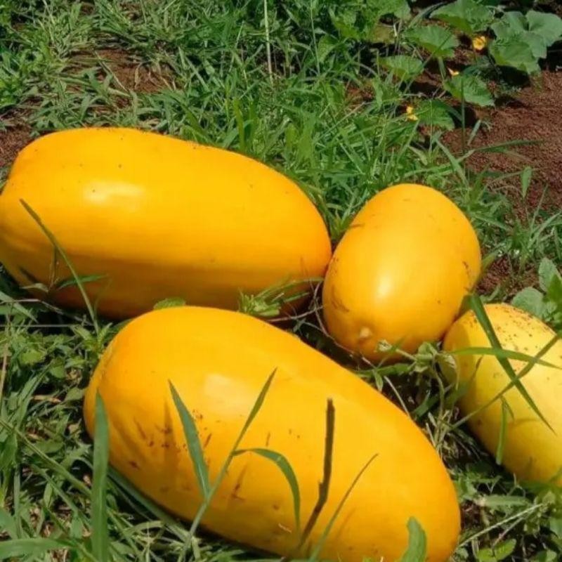 BIBIT TIMUN SURI JUMBO  1000 BENIH  PRODUK NATURAL ORGANIK